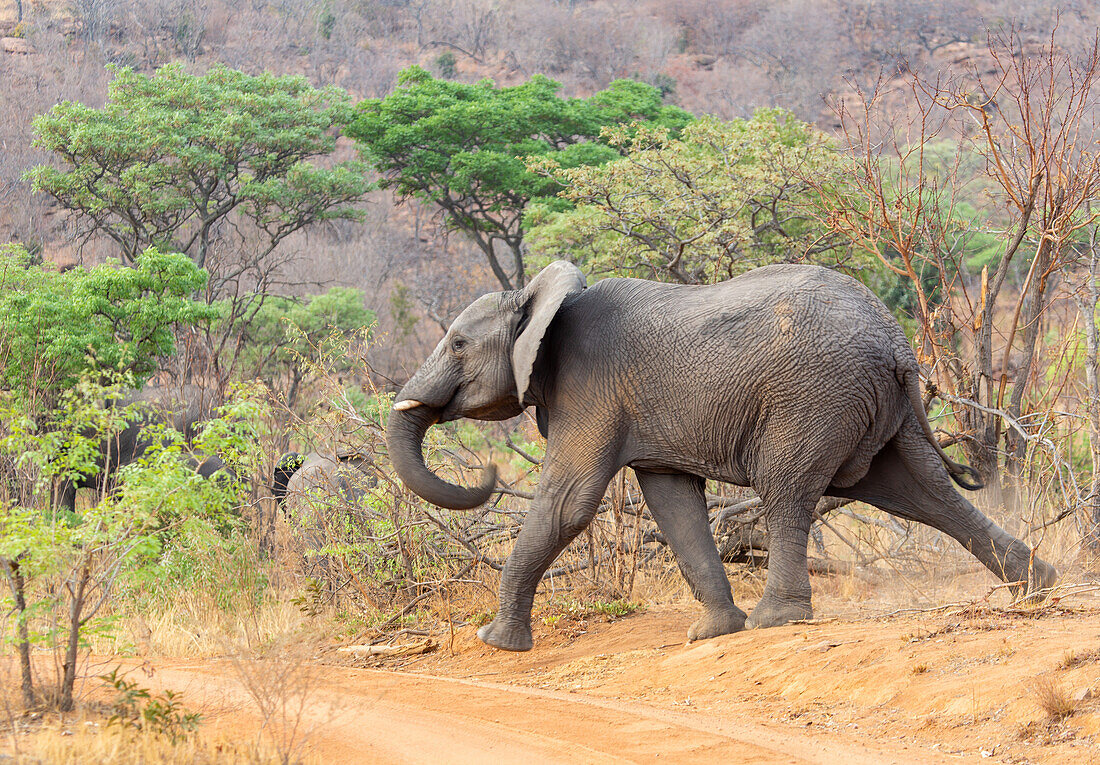 Elefant überquert einen Weg im Wellgevonden-Wildreservat, Limpopo, Südafrika, Afrika