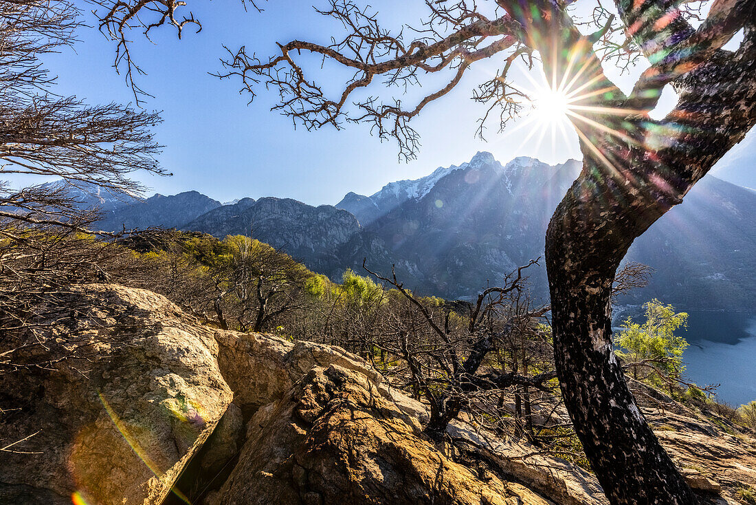 Burnt trees with view on Lago di Novate and Sasso Manduino peak, Valchiavenna, Valtellina, Lombardy, Italy, Europe