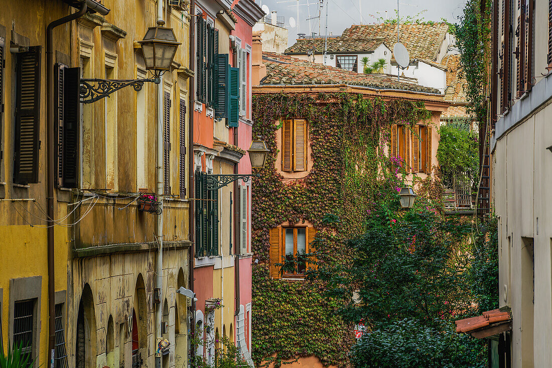 Traditionelle Straßenhäuser mit lebhaftem Hängepflanzengrün im Altstadtviertel Trastevere, Rom, Latium, Italien, Europa