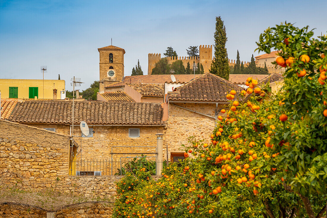 Blick auf Orangenbäume in der Nähe des Performing Arts Theatre in der Altstadt von Arta, Arta, Mallorca, Balearen, Spanien, Mittelmeer, Europa