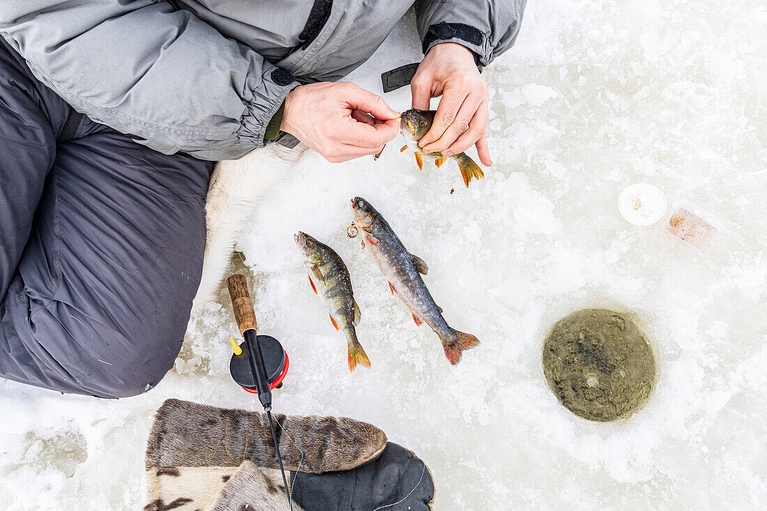 Blick von oben auf die Hände eines Mannes, der einen gerade gefangenen Fisch aus dem Eisloch hält, Lappland, Schweden, Skandinavien, Europa