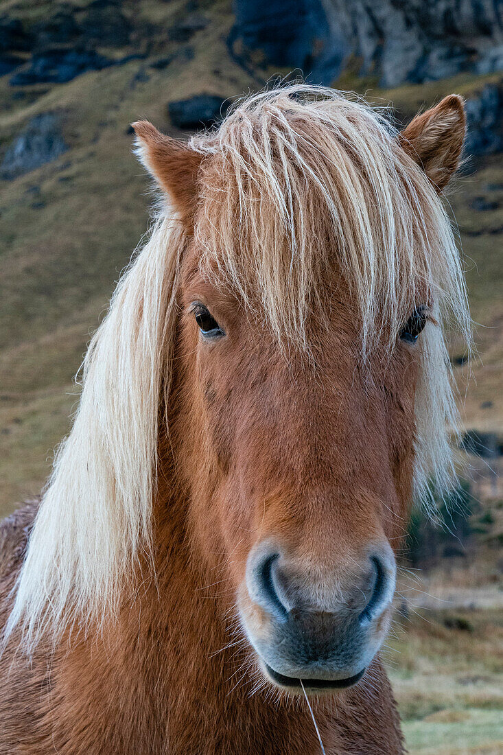 Islandpferd in der Nähe von Vik, Island, Polarregionen