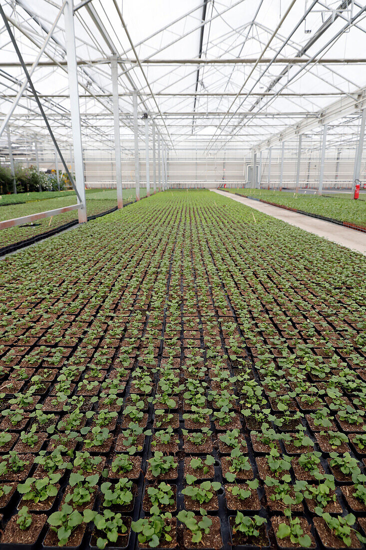 Blumenproduktion und Pflanzenzucht im Gewächshaus, Annecy, Haute-Savoie, Frankreich, Europa