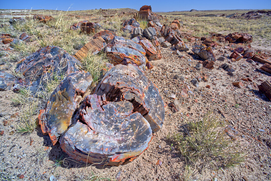 Ein Stapel versteinertes Holz entlang des Pfades zu Martha's Butte im Petrified Forest National Park, Arizona, Vereinigte Staaten von Amerika, Nordamerika