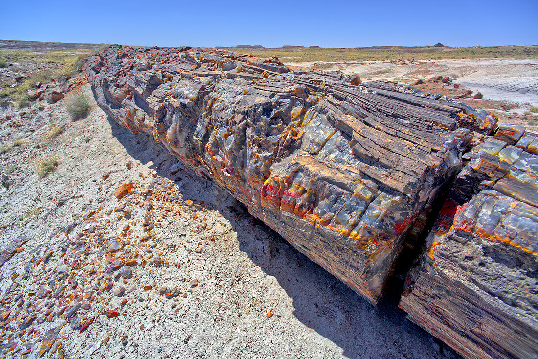 Ein versteinerter Baumstamm entlang des Pfades zu Martha's Butte im Petrified Forest National Park, Arizona, Vereinigte Staaten von Amerika, Nordamerika