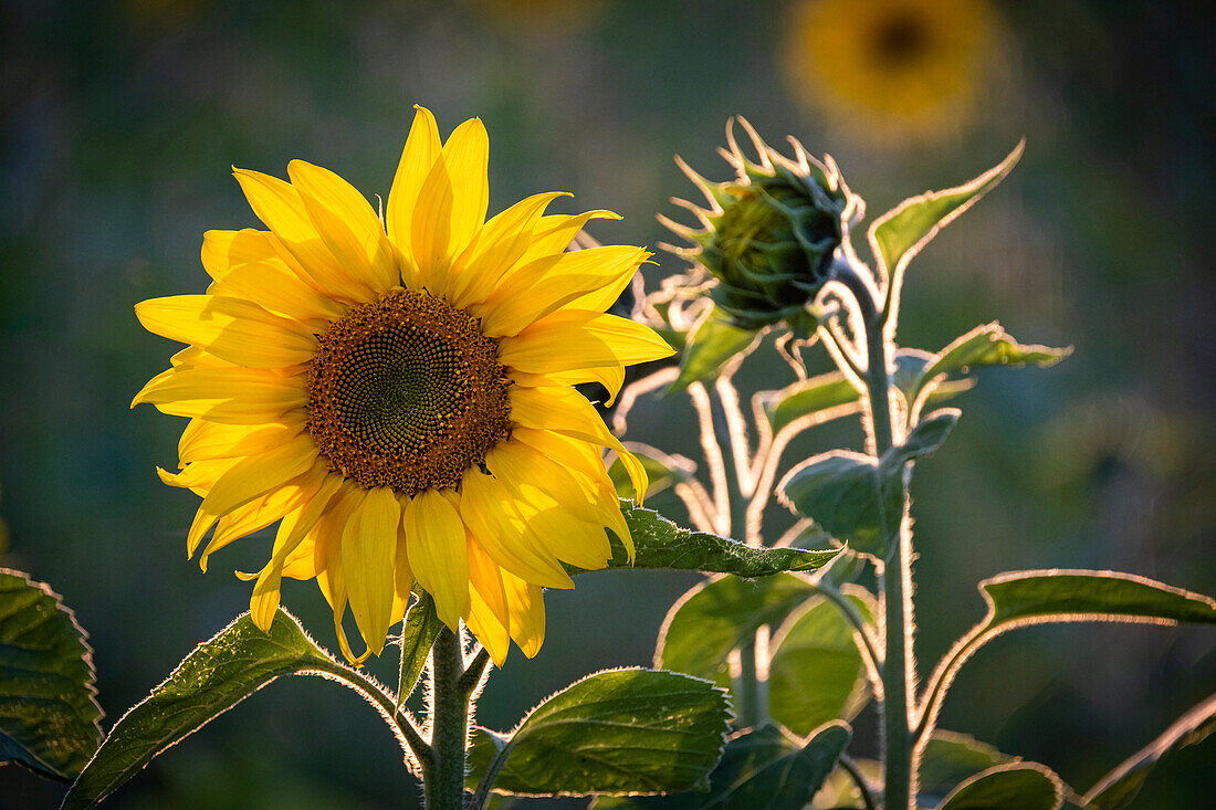 Sonnenblumen (Helianthus), nahe Tarporley, Cheshire, England, Vereinigtes Königreich, Europa