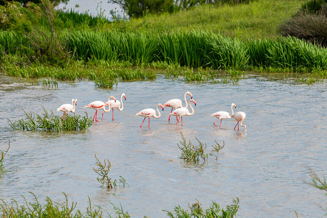Flamingos (Phoenicopteridae), Donana-Nationalpark, UNESCO-Welterbe, Andalusien, Spanien, Europa