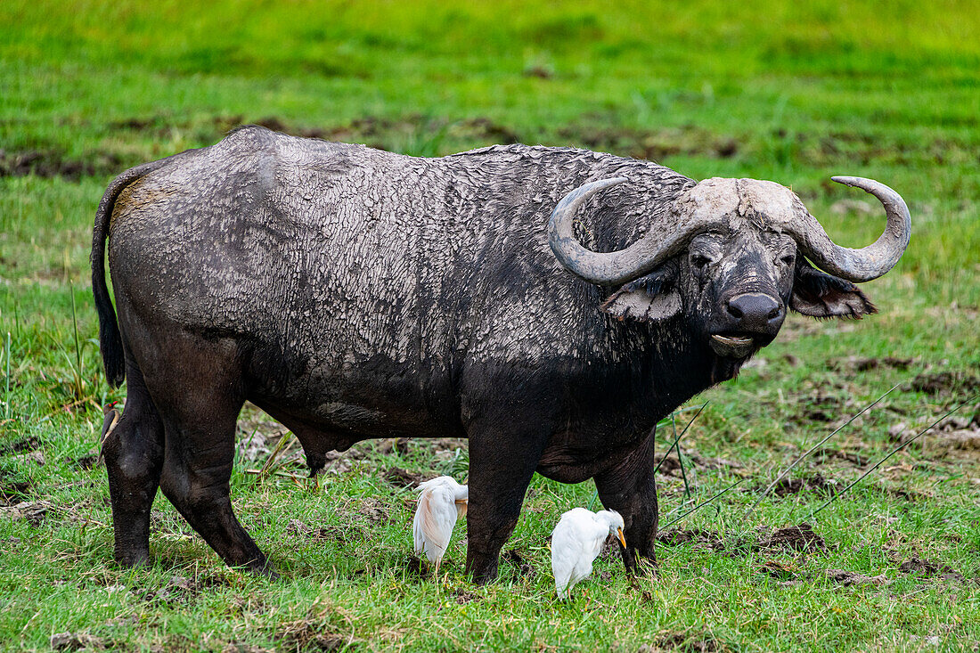 Afrikanischer Büffel (Syncerus caffer), Amboseli-Nationalpark, Kenia, Ostafrika, Afrika