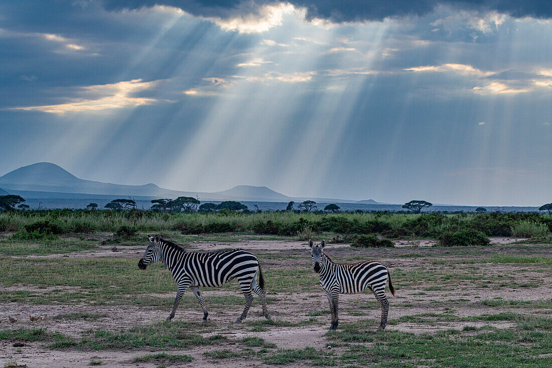 Zebras im Dämmerlicht, Amboseli-Nationalpark, Kenia, Ostafrika, Afrika