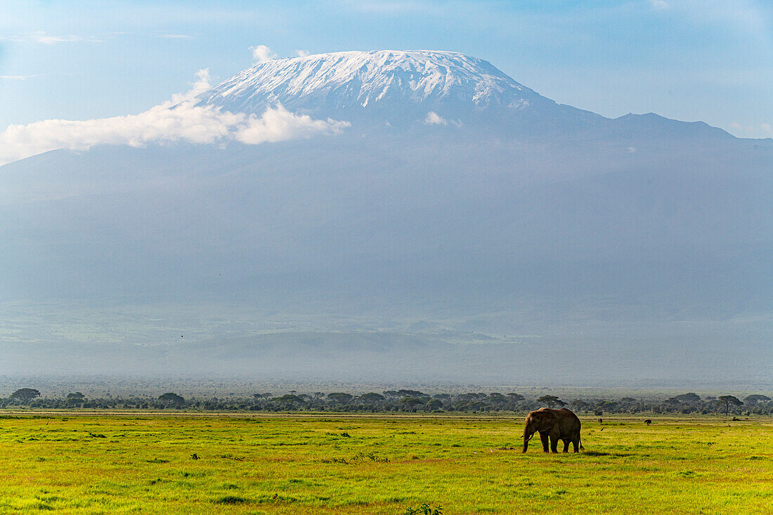 Afrikanischer Elefant (Loxodonta) mit dem Kilimandscharo im Hintergrund, Amboseli-Nationalpark, Kenia, Ostafrika, Afrika