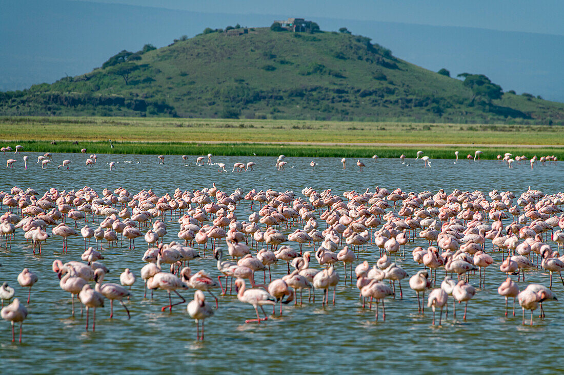Flamingos in einem See, Amboseli-Nationalpark, Kenia, Ostafrika, Afrika