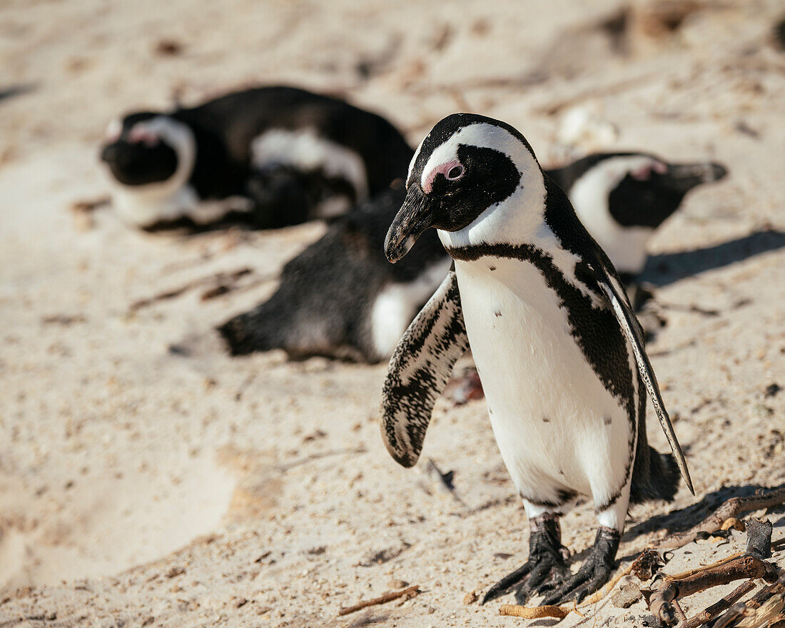 Boulders Beach African Penguin Colony, Boulders Beach, Cape Town, Western Cape, South Africa, Africa