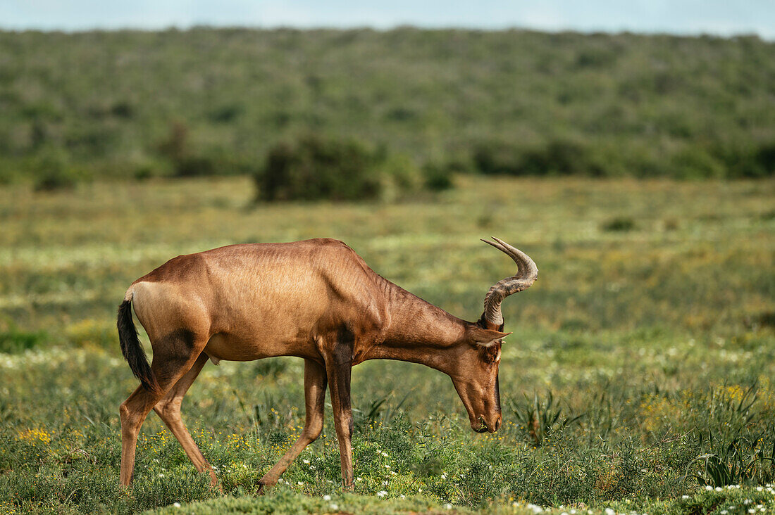 Red Hartebeest, Addo Elephant National Park, Eastern Cape, South Africa, Africa