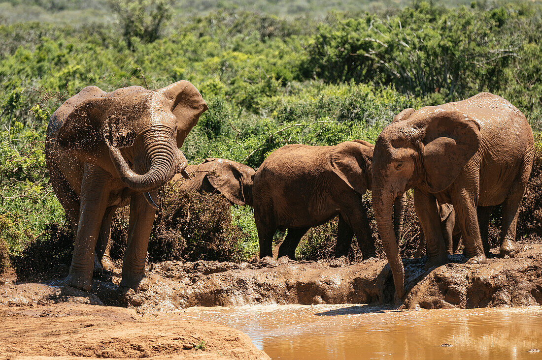 African Elephants, Addo Elephant National Park, Eastern Cape, South Africa, Africa