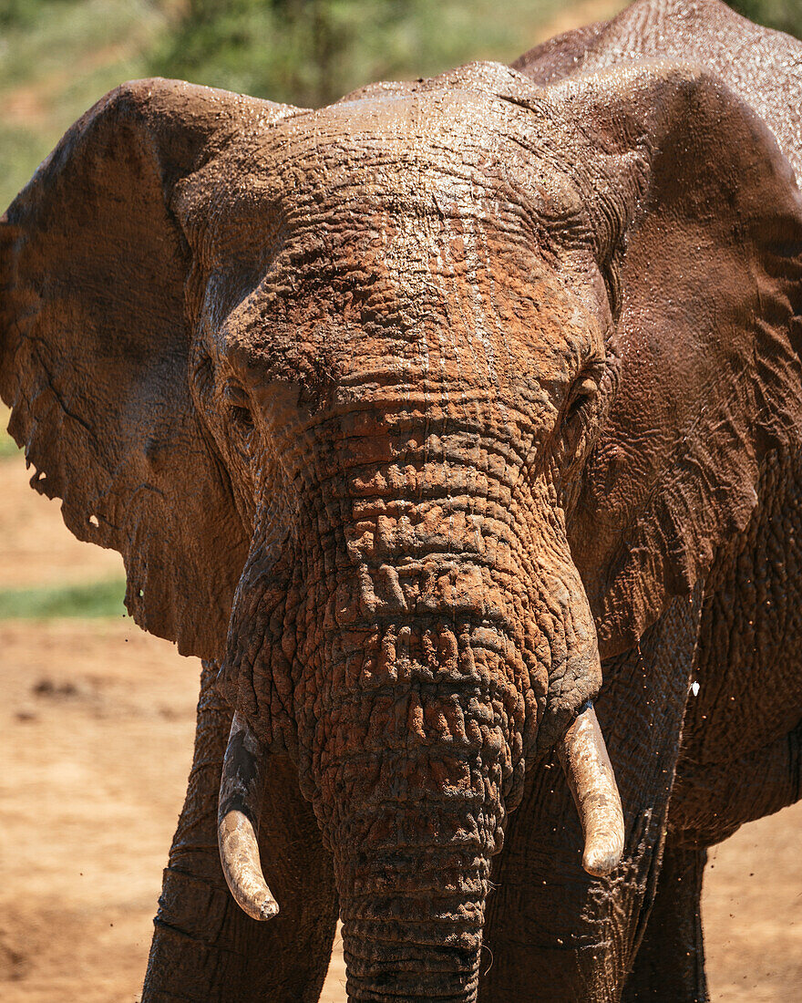 African Elephant at watering hole, Addo Elephant National Park, Eastern Cape, South Africa, Africa