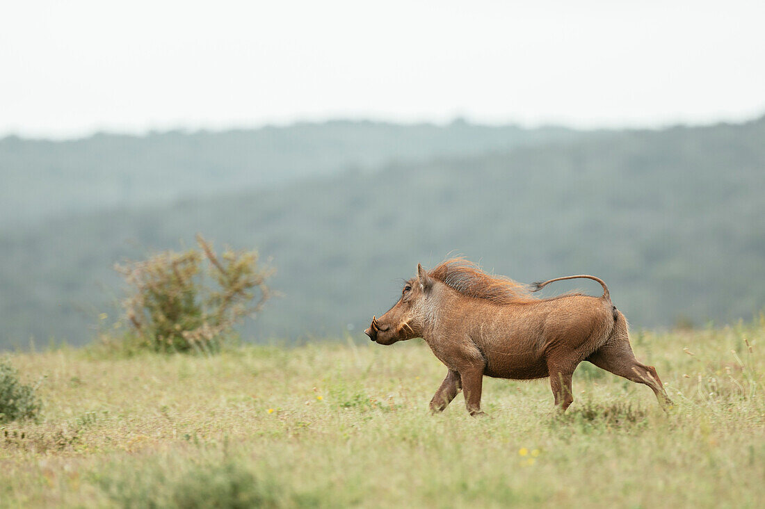 Warzenschwein, Addo Elephant National Park, Ostkap, Südafrika, Afrika