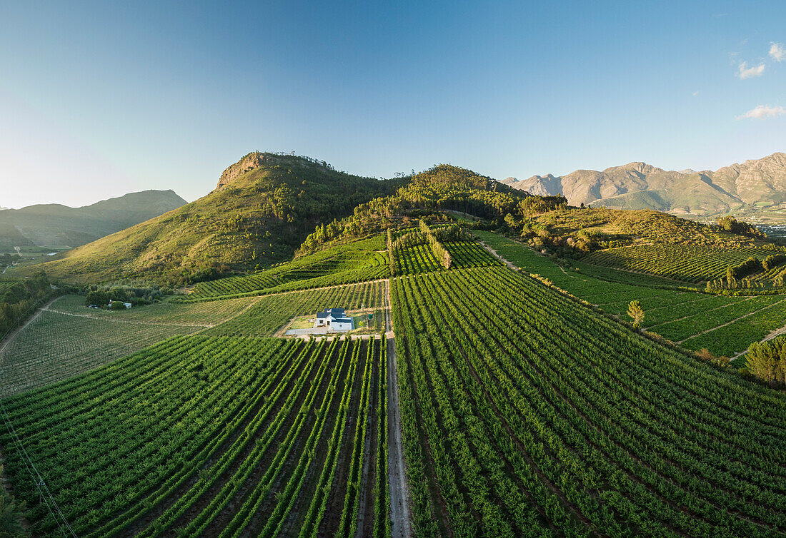 Luftaufnahme der Weinberge bei Franschhoek, Westkap, Südafrika, Afrika