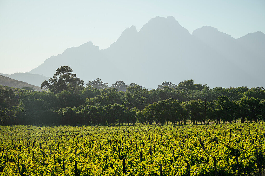 Wine vineyards near Franschhoek, Western Cape, South Africa, Africa