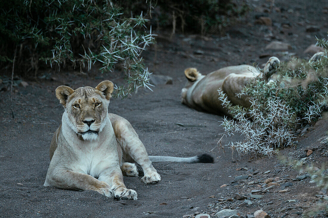 Löwinnen ruhen sich im Schatten aus, Karoo National Park, Beaufort West, Western Cape, Südafrika, Afrika