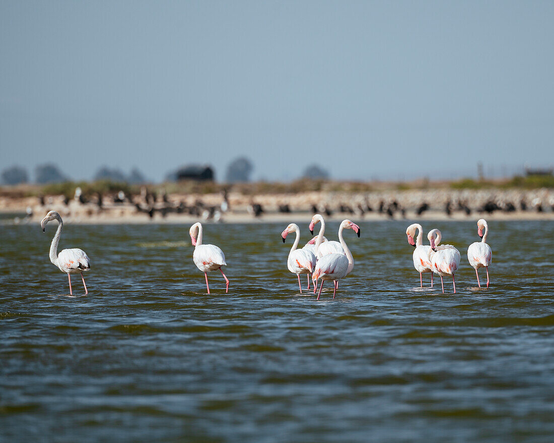 Flamingos, Western Cape, South Africa, Africa