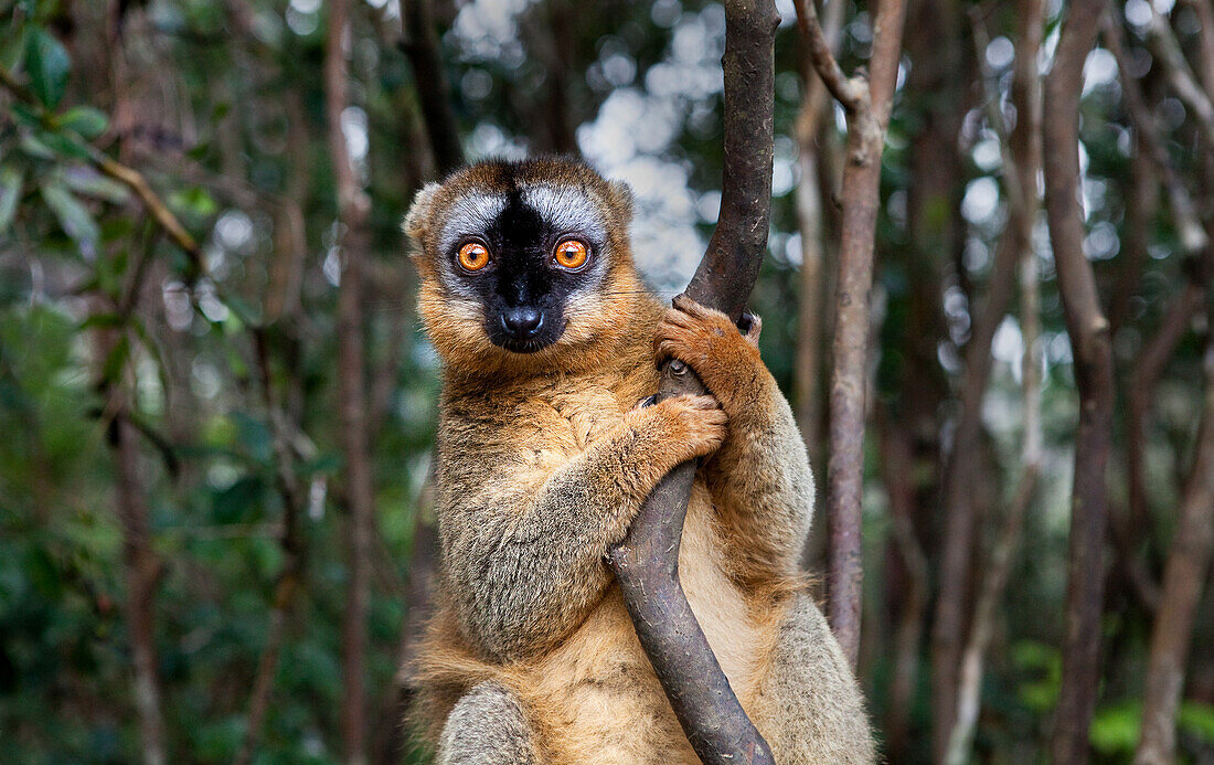 Gewöhnlicher Brauner Lemur (Eulemur fulvus) im Lemurenpark, Madagaskar, Afrika