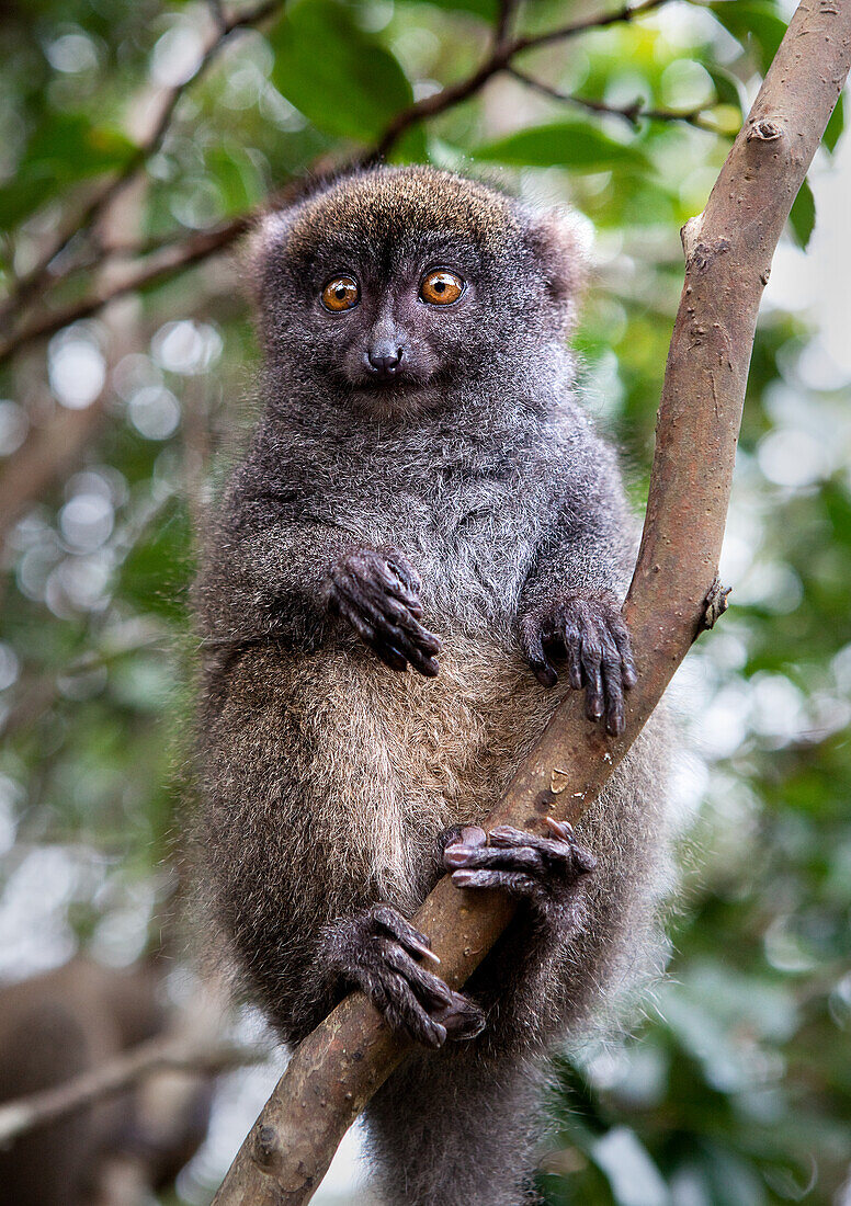 Grey bamboo lemur, Lemur Island, Madagascar, Africa