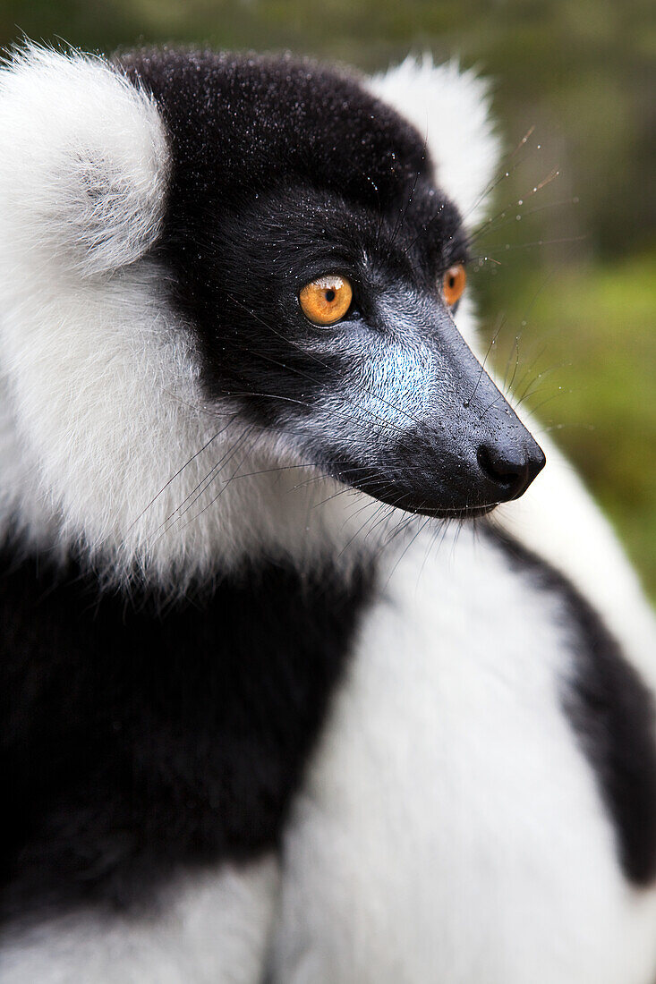 Schwarzer und weißer Krauskopflemur, Lemureninsel. Madagaskar, Afrika