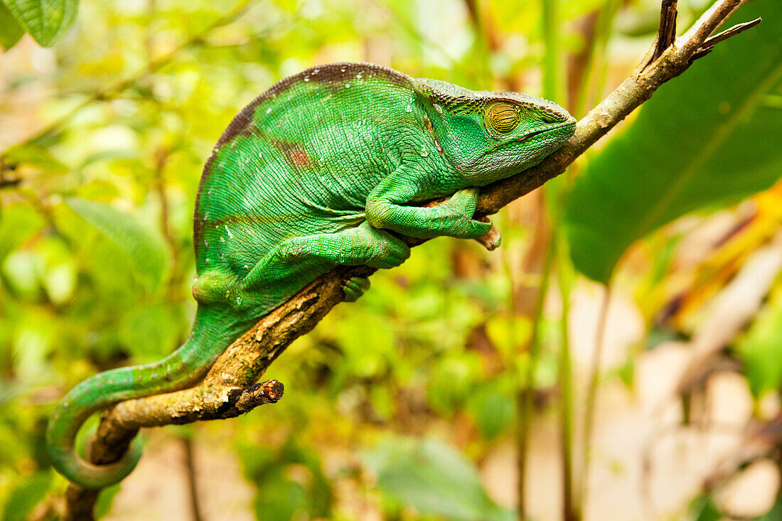 Parson's Chameleon, Female Panther Chameleon reptile, Peyreras Reserve, Andasibe, Madagascar, Africa