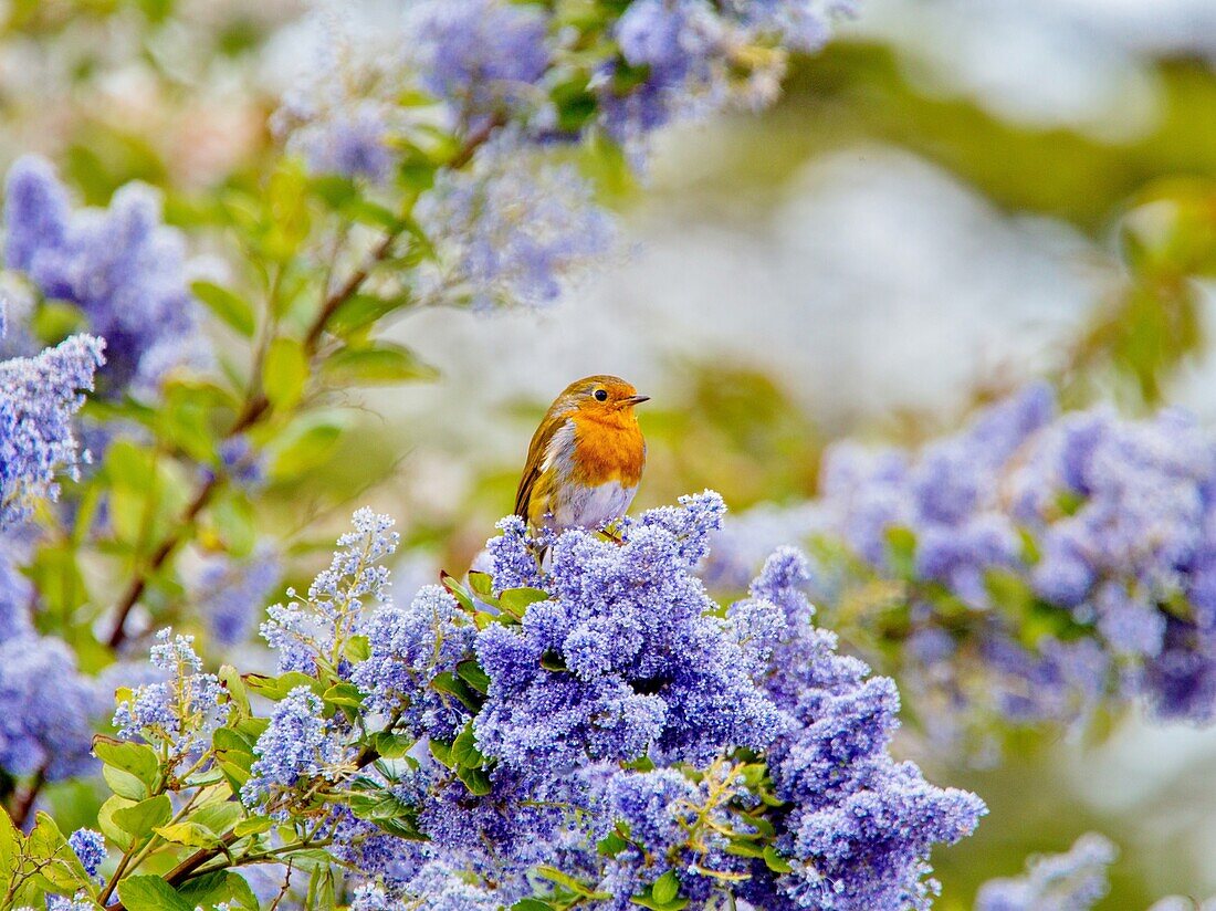 Ein Rotkehlchen (Erithacus rubecula) sitzt inmitten der blauen Blüten eines Ceanothus-Baums, einem Mitglied der Familie der Kreuzdorngewächse, East Sussex, England, Vereinigtes Königreich, Europa