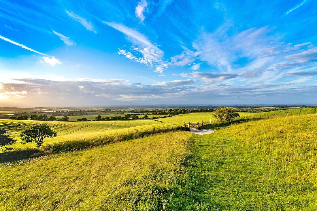 The South Downs National Park on a summer evening, near Wilmington, East Sussex, England, United Kingdom, Europe