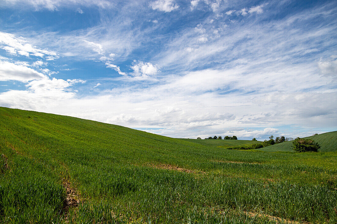 Wheat field in spring near Novara, Novara, Piedmont, Italy, Europe