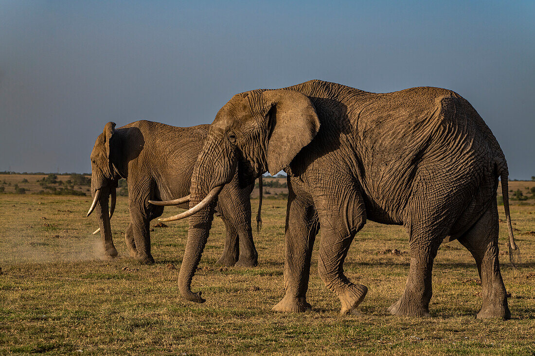 African elephants (Loxodonta), Oi Pejeta Natural Conservancy, Kenya, East Africa, Africa