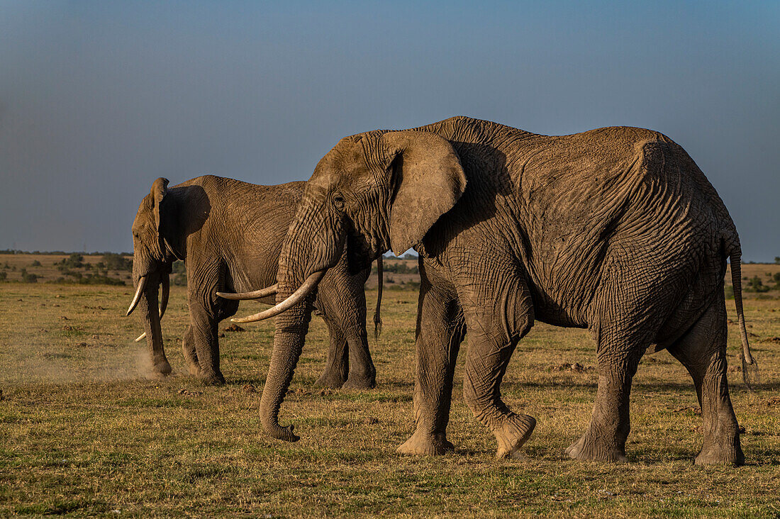 Afrikanische Elefanten (Loxodonta), Oi Pejeta Natural Conservancy, Kenia, Ostafrika, Afrika
