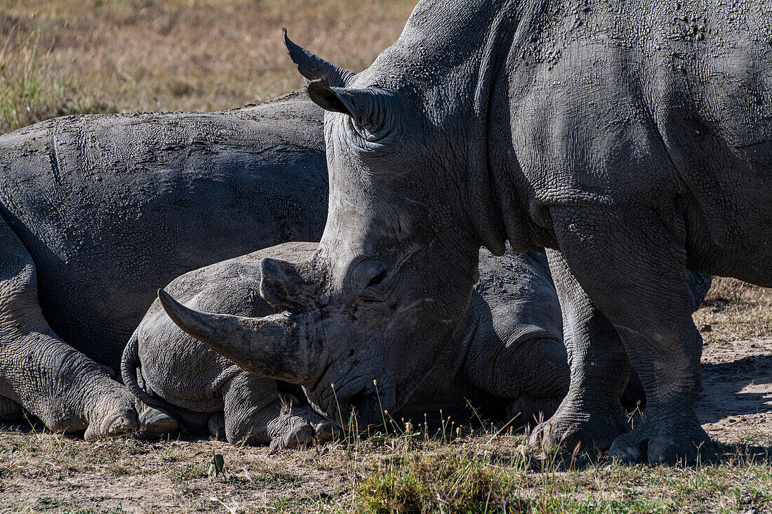 Südliches Breitmaulnashorn (Südliches Breitmaulnashorn) (Ceratotherium simum simum), Oi Pejeta Natural Conservancy, Kenia, Ostafrika, Afrika