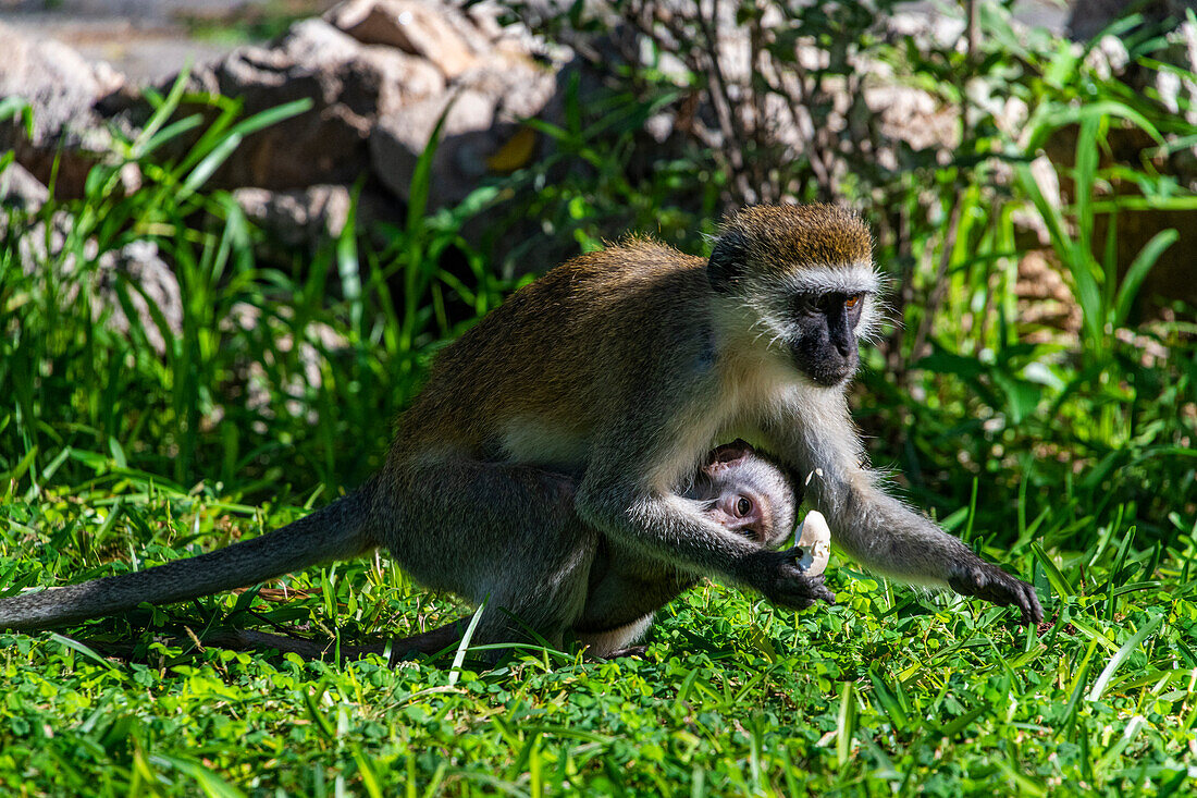 Kapuzineräffchen, Samburu-Nationalpark, Kenia, Ostafrika, Afrika