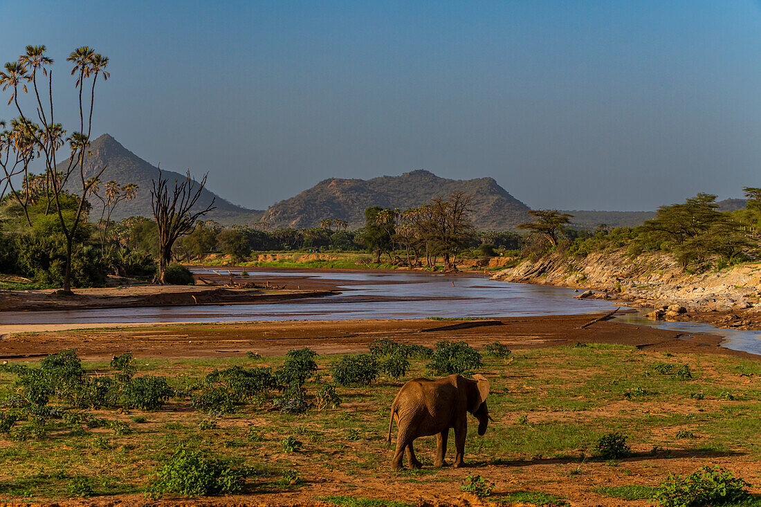 Afrikanischer Elefant auf dem Ewaso Ng'iro-Fluss, der zwischen dem Buffalo Springs National Reserve und dem Samburu National Park fließt, Kenia, Ostafrika, Afrika