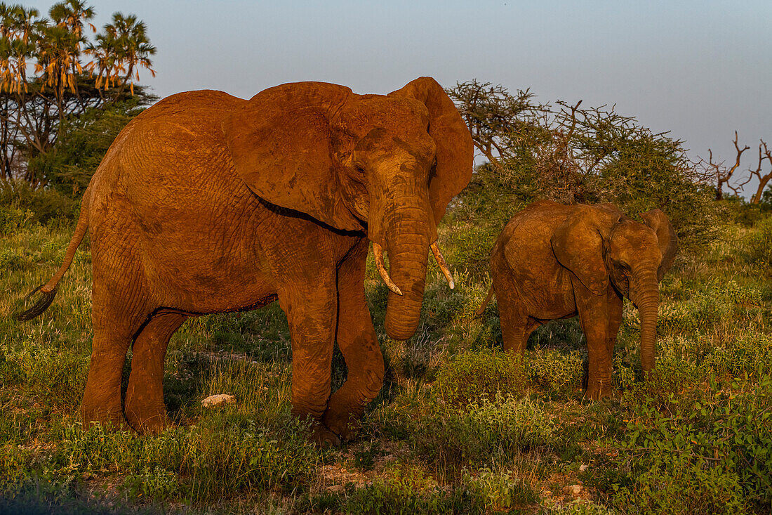African elephants (Loxodonta), Buffalo Springs National Reserve, Samburu National Park, Kenya, East Africa, Africa