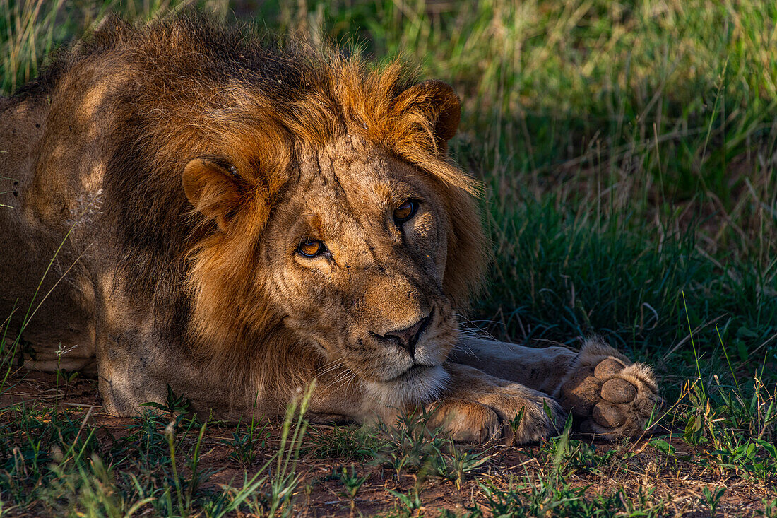Löwe (Panthera leo), Buffalo Springs-Nationalreservat, Samburu-Nationalpark, Kenia, Ostafrika, Afrika