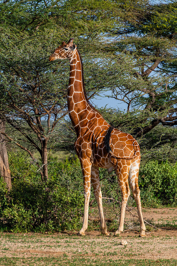 Reticulated giraffe (Giraffa camelopardalis reticulata) (Giraffa reticulata), Buffalo Springs National Reserve, Samburu National Park, Kenya, East Africa, Africa