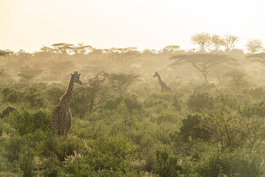 Netzgiraffe (Giraffa camelopardalis reticulata) (Giraffa reticulata) in der Morgendämmerung, Buffalo Springs National Reserve, Samburu National Park, Kenia, Ostafrika, Afrika