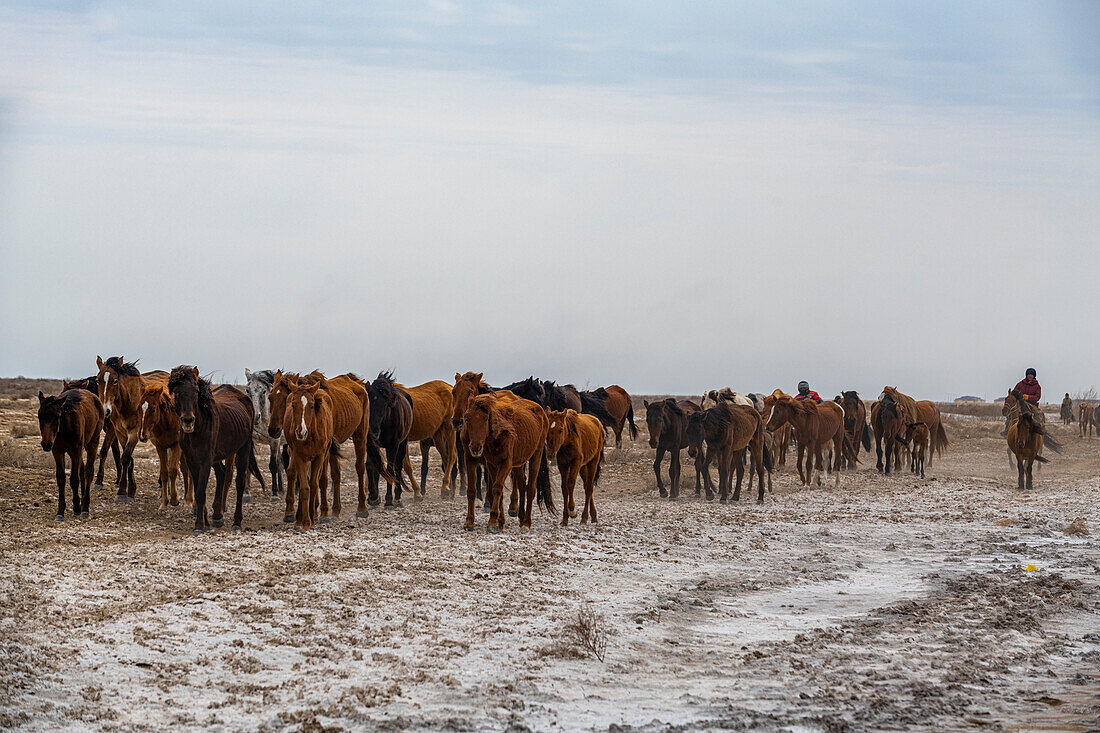 Horse caravan near Aralsk, Aral Lake, Kazakhstan, Central Asia, Asia