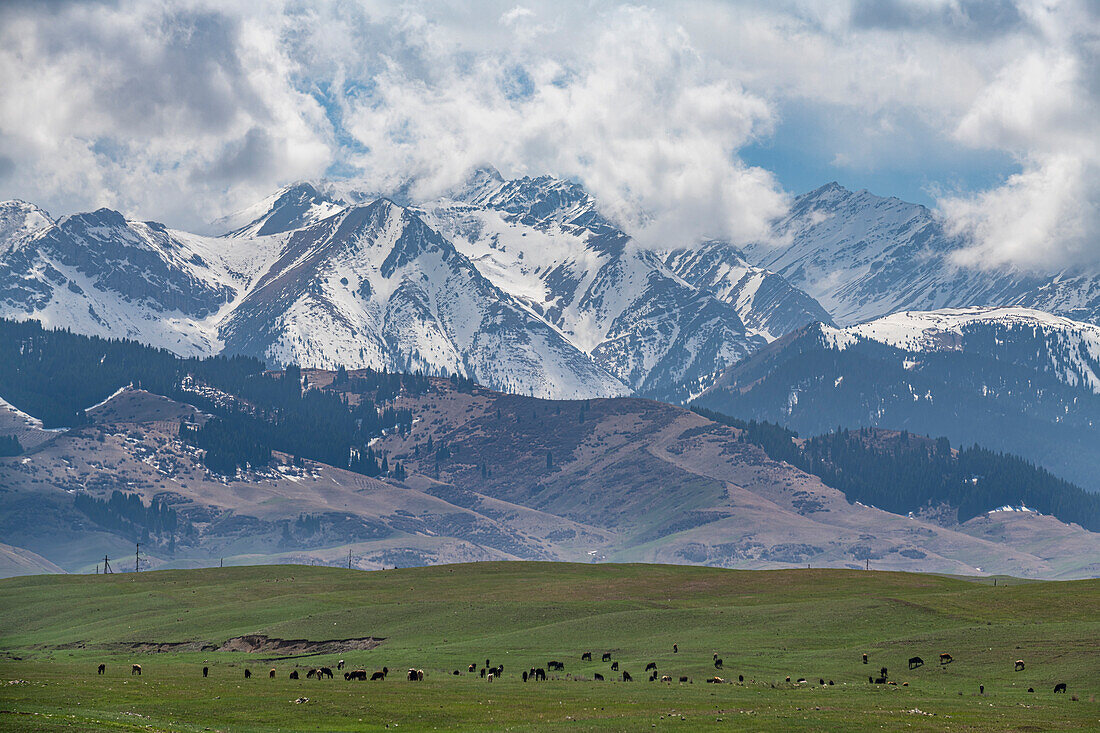 Cow herd in front of the Kolsay Lakes National Park, Tian Shan mountains, Kazakhstan, Central Asia, Asia