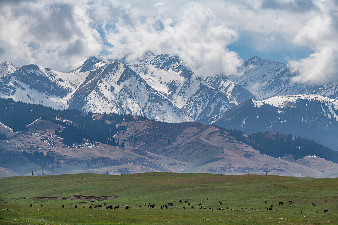Kuhherde vor dem Kolsay-Seen-Nationalpark, Tian Shan-Gebirge, Kasachstan, Zentralasien, Asien