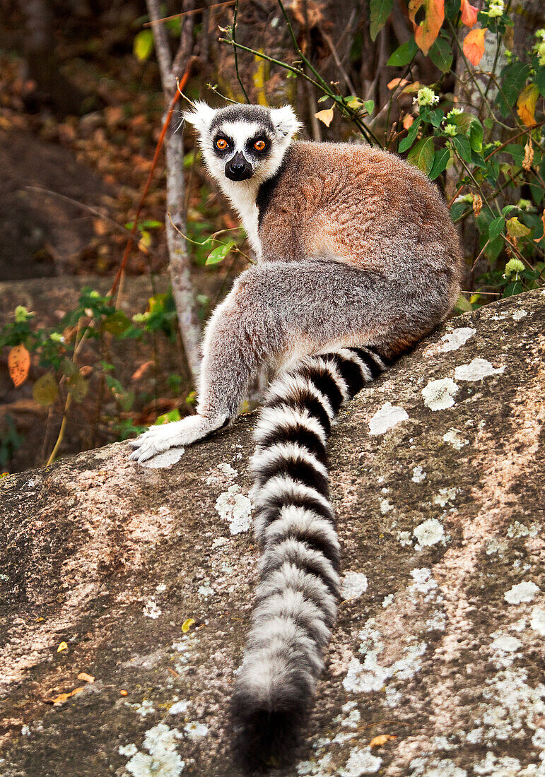 Ring tailed lemur, Isalo National Park, Isalo, Madagascar, Africa