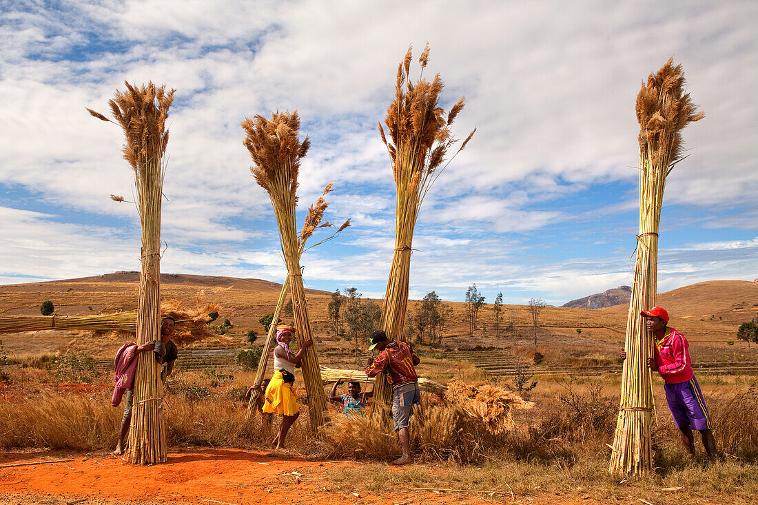 Local villagers collecting Bamboo, Isalo, Madagascar, Africa