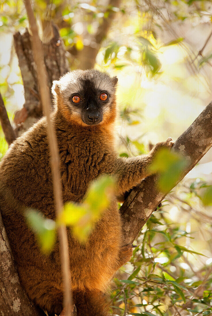 Gewöhnlicher brauner Lemur, Isalo, Madagaskar, Afrika