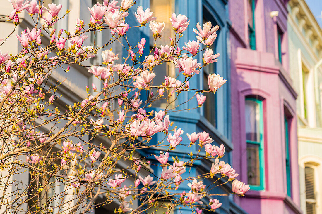 Cherry Blossom in Notting Hill, London, England, United Kingdom, Europe