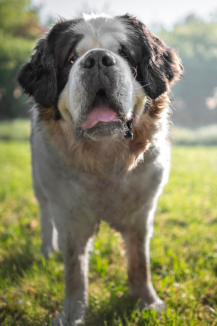Saint Bernard dog breed in front of the camera, Italy, Europe