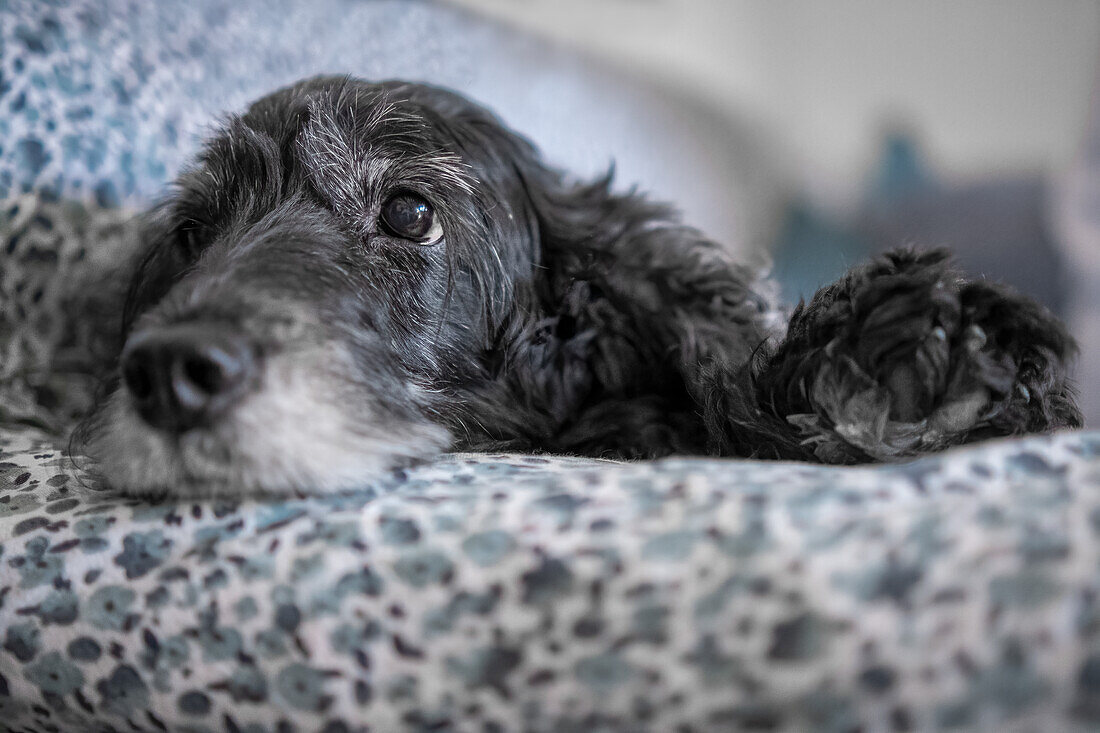 Black Cocker Spaniel dog breed lying on the sofa, Italy, Europe