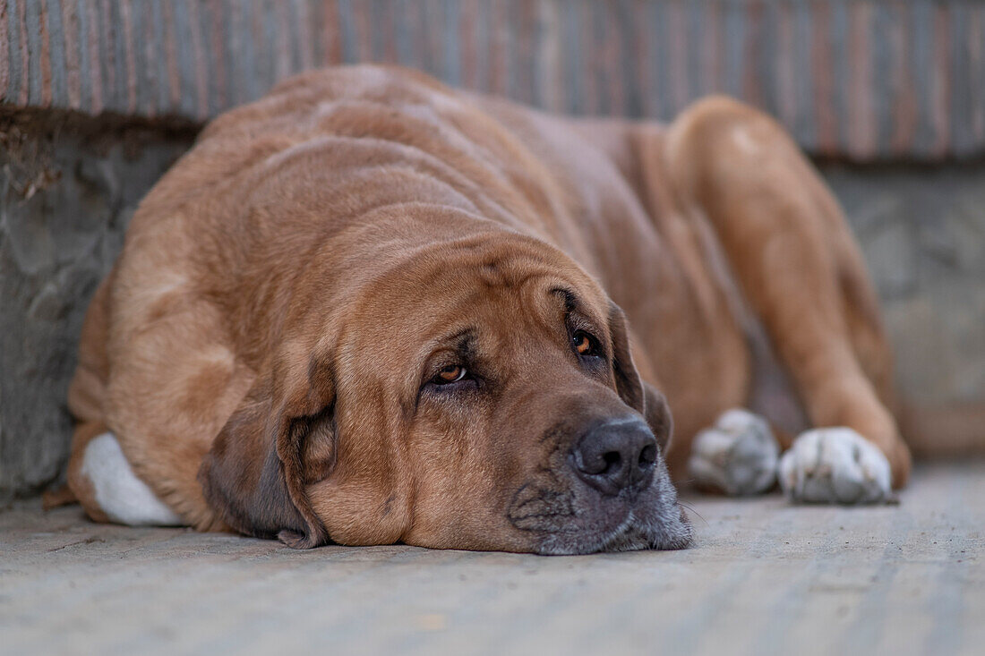 Broholmer brown dog breed lying on the ground and looking into camera, Italy, Europe